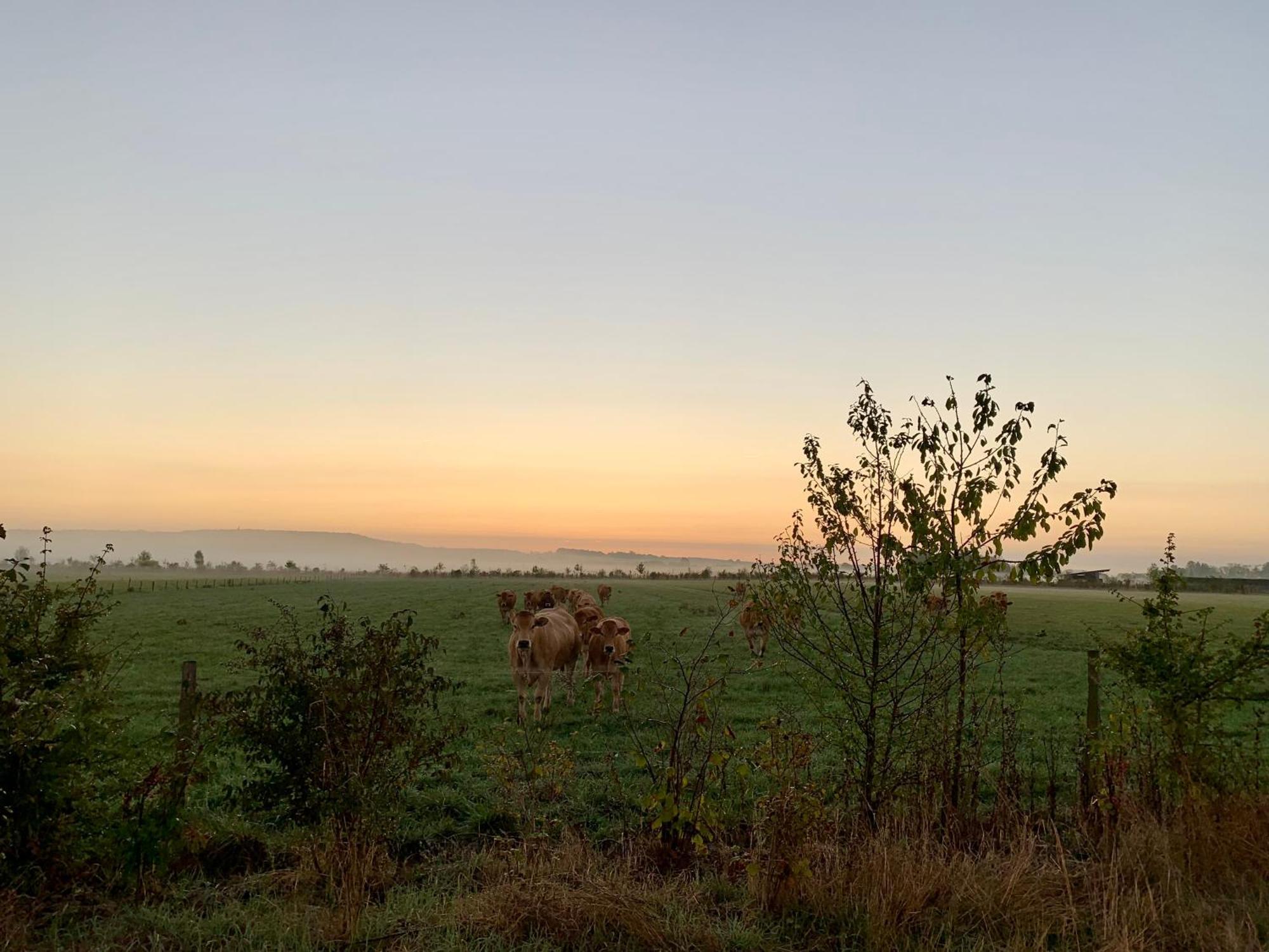 Parcay-sur-Vienne La Gouronerie Bed & Breakfast エクステリア 写真